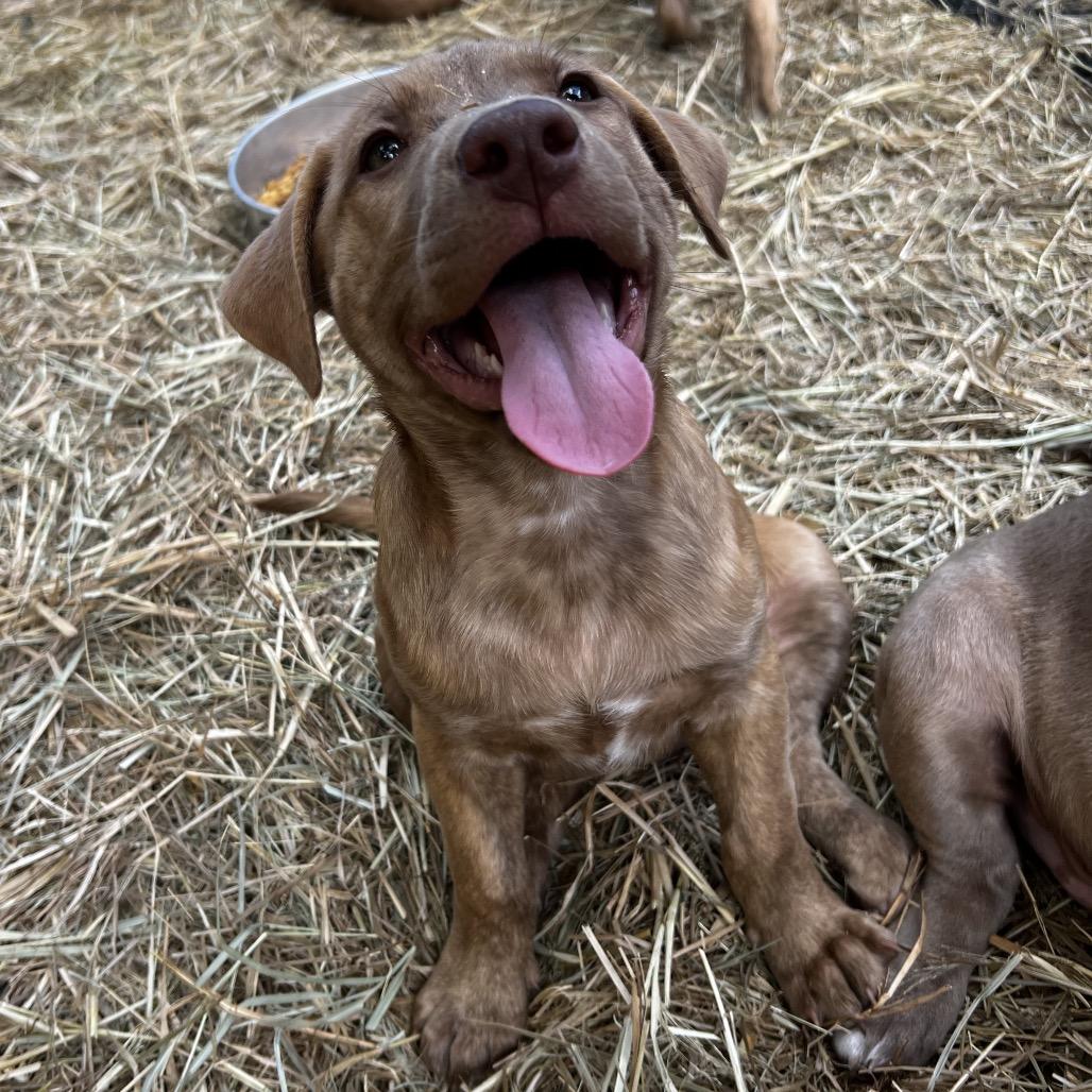 Enlarge Sweetie, a Adoptable Labrador Retriever in Aledo, TX image 5/6
