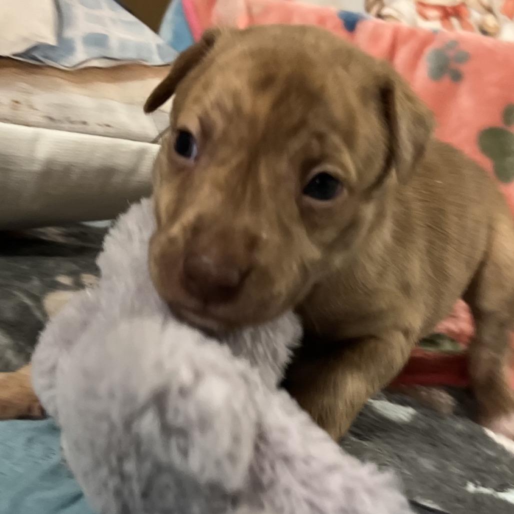 Enlarge Sweetie, a Adoptable Labrador Retriever in Aledo, TX image 6/6