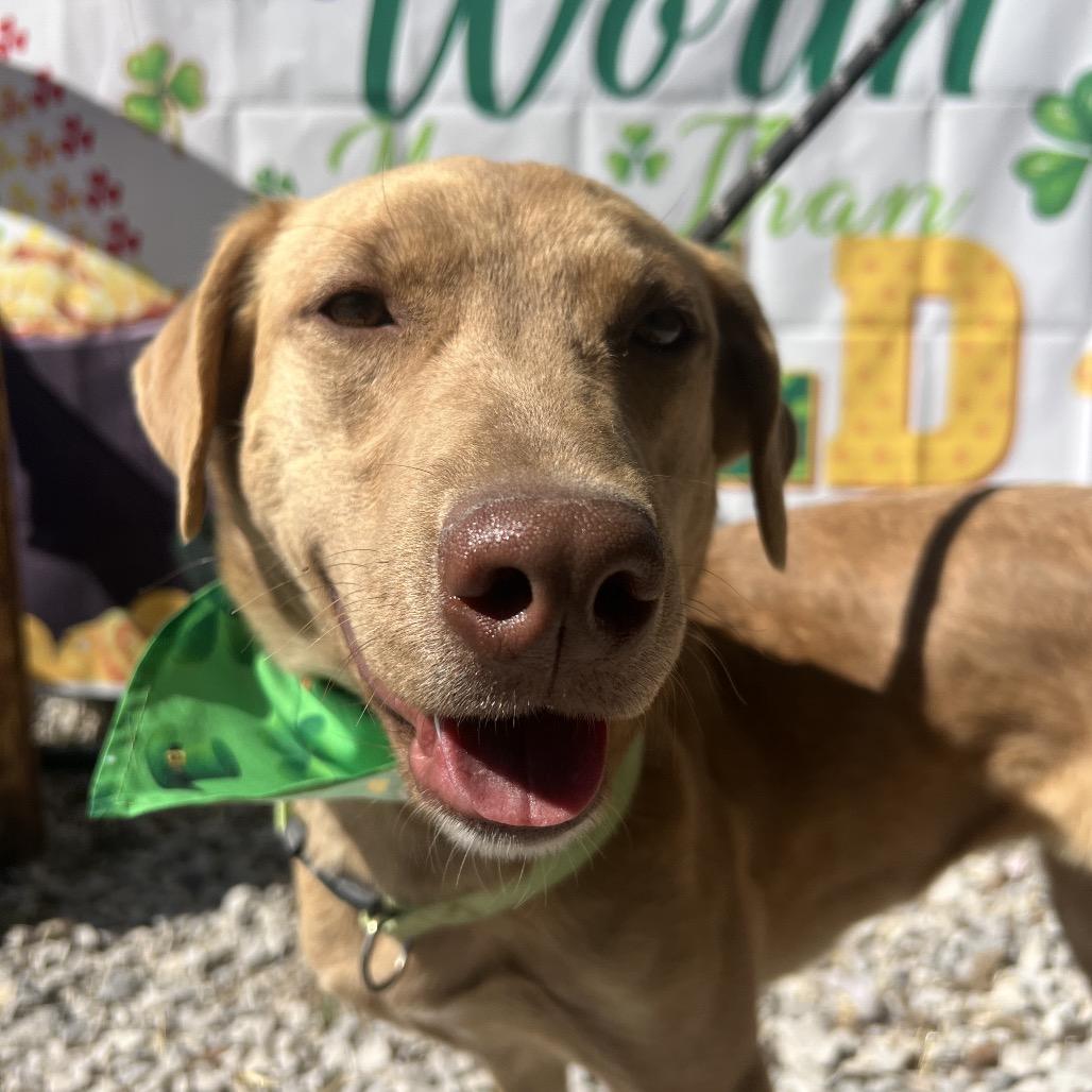 Enlarge Sweetie, a Adoptable Labrador Retriever in Aledo, TX image 6/6
