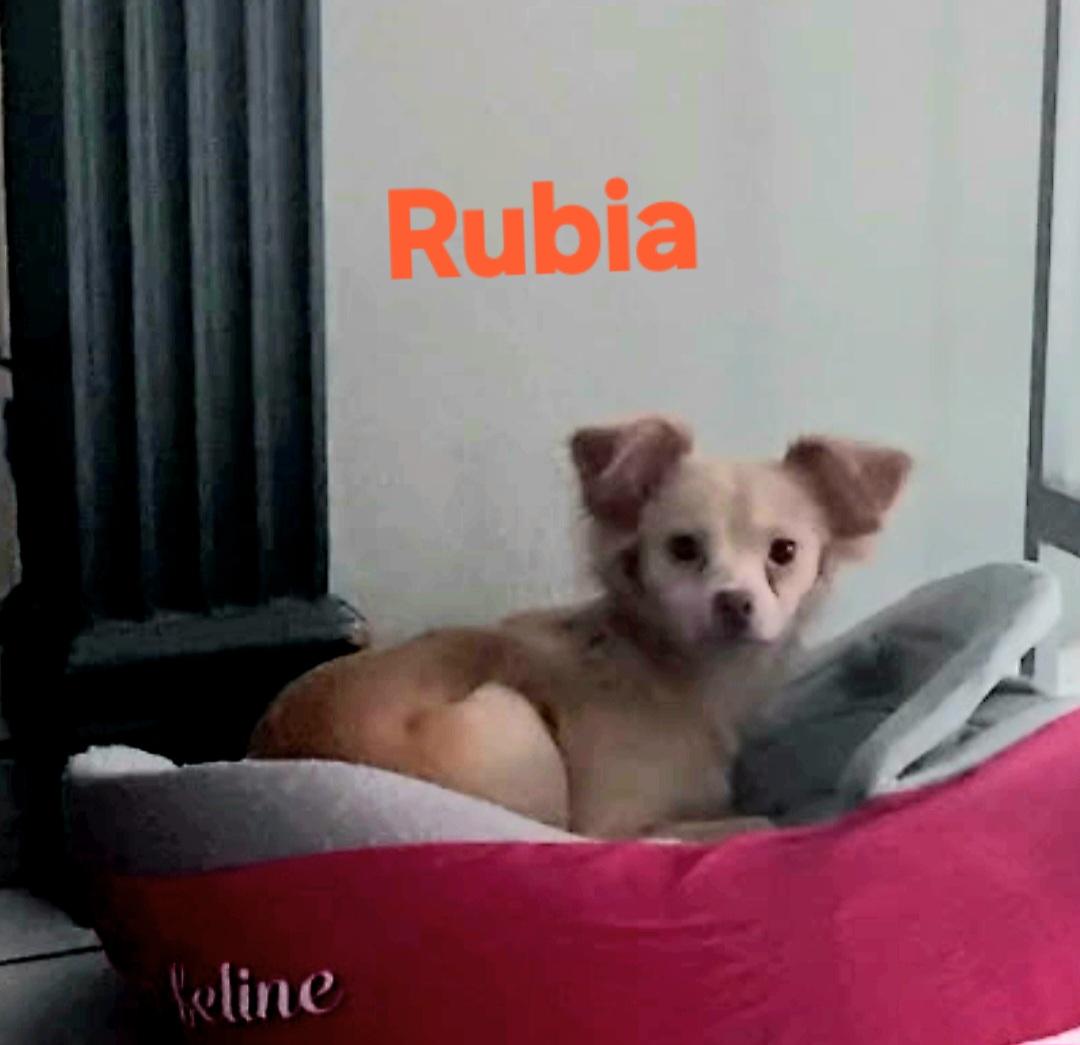 Rubia, ADOPTABLE, Puppy Female Chihuahua.