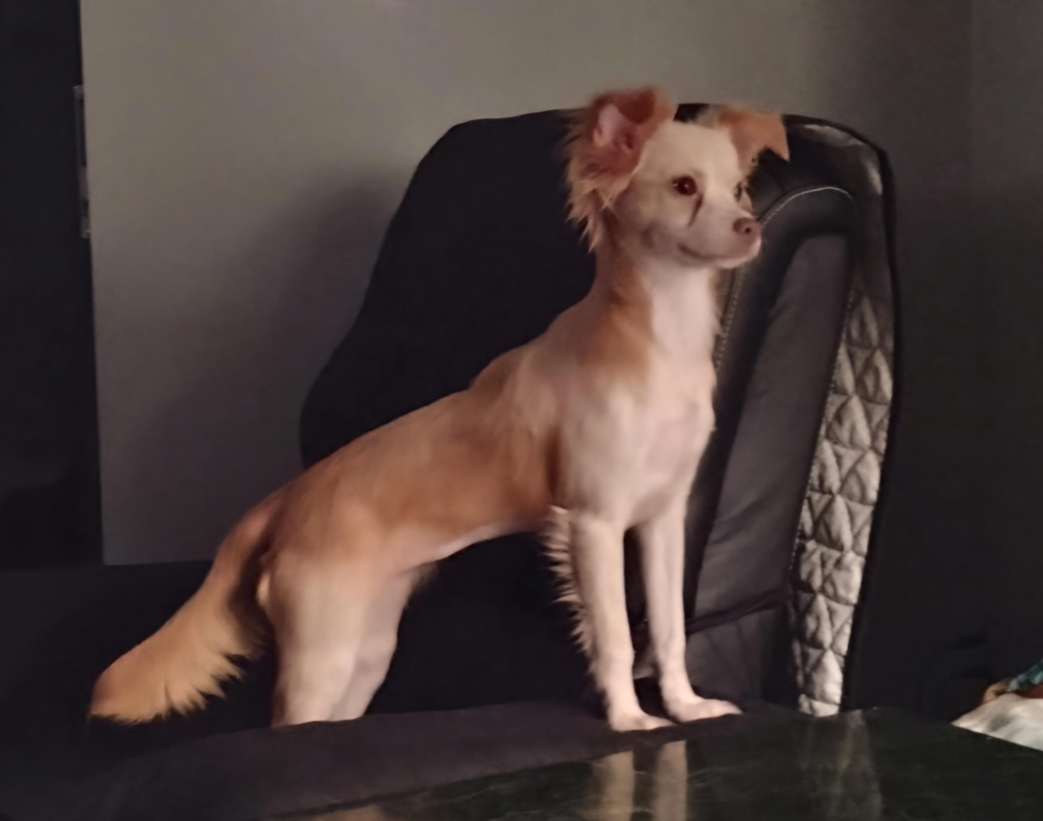 Rubia, ADOPTABLE, Puppy Female Chihuahua.