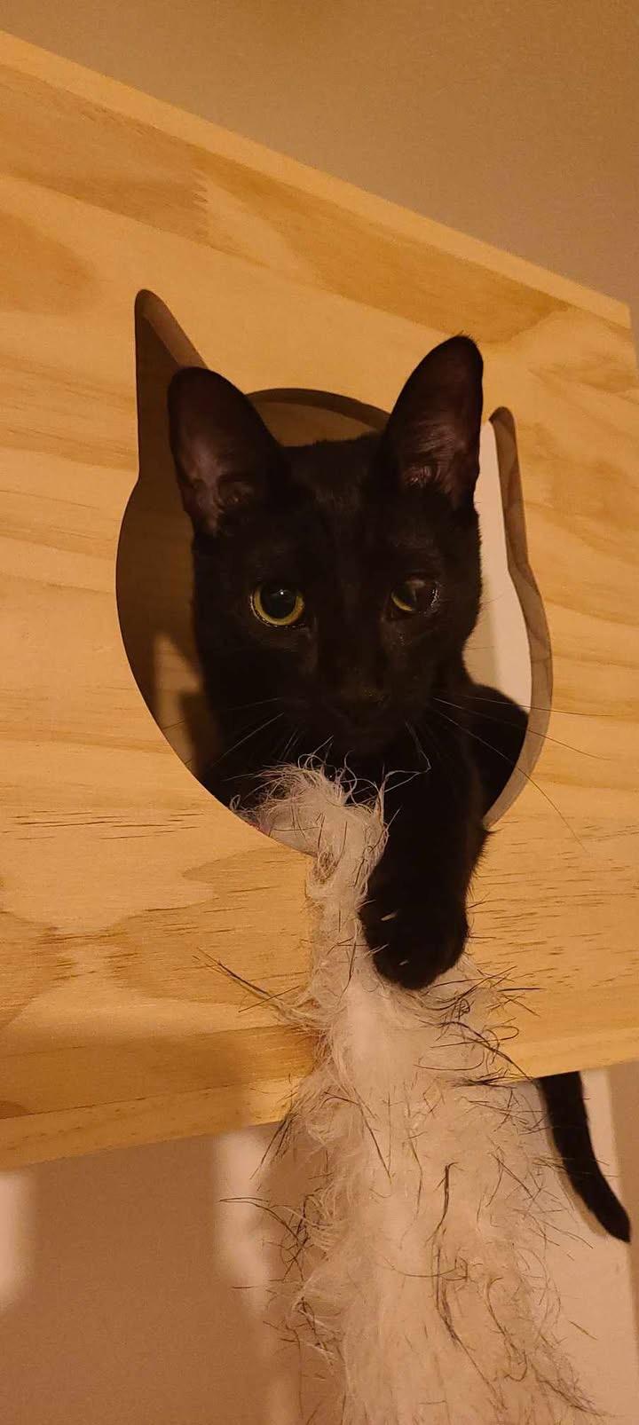 Enlarge Sole , a ADOPTABLE Domestic Short Hair in Staten Island, NY image 3/6