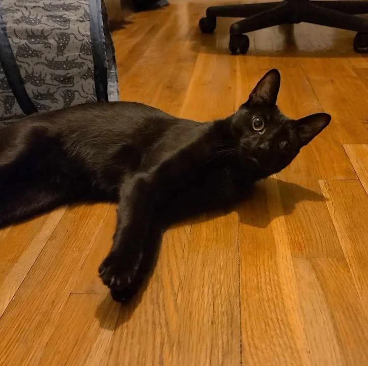 Enlarge Sole , a ADOPTABLE Domestic Short Hair in Staten Island, NY image 2/6