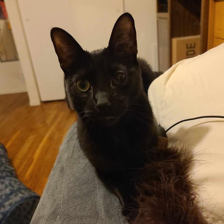 Sole , ADOPTABLE, Young Male Domestic Short Hair.