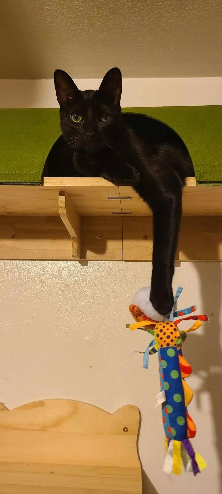 Enlarge Sole , a ADOPTABLE Domestic Short Hair in Staten Island, NY image 5/6