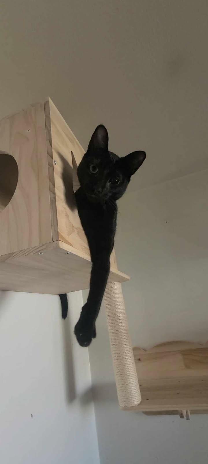 Enlarge Sole , a ADOPTABLE Domestic Short Hair in Staten Island, NY image 4/6