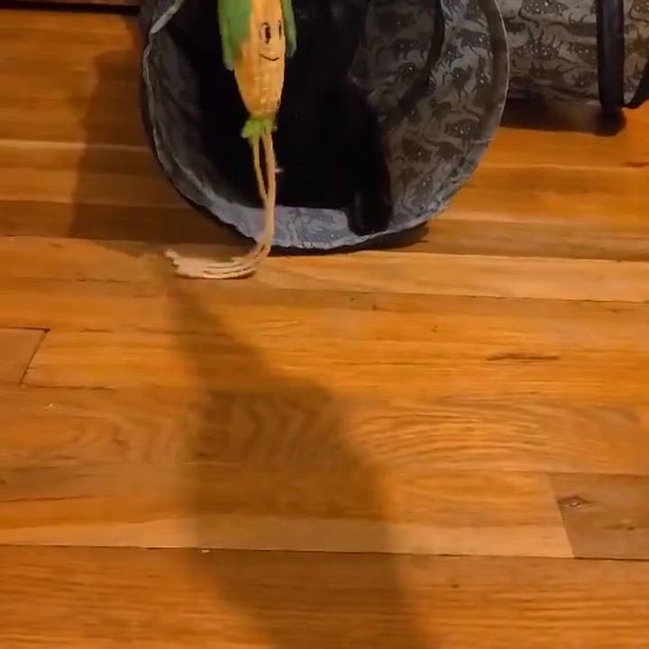 Enlarge Sole , a ADOPTABLE Domestic Short Hair in Staten Island, NY video 6/6