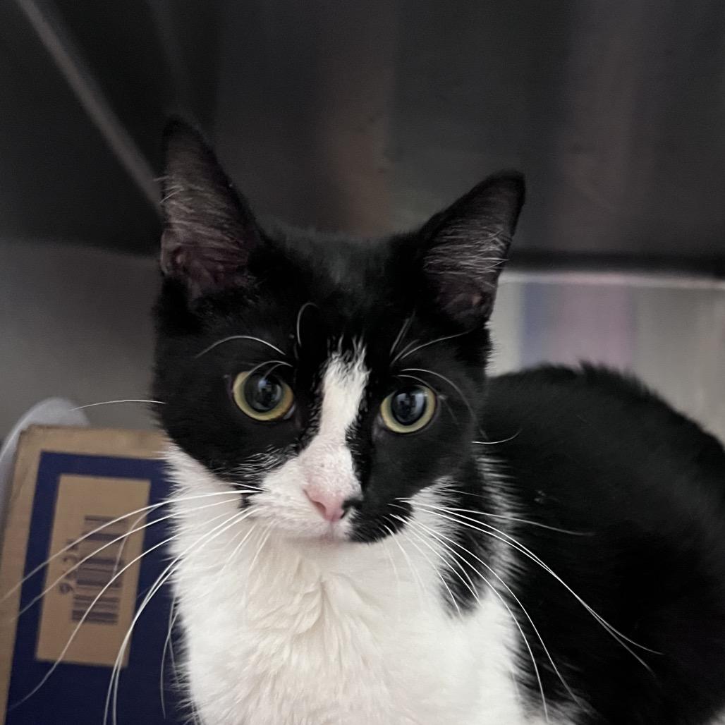 Lilly, Adoptable, Adult Female Domestic Short Hair.