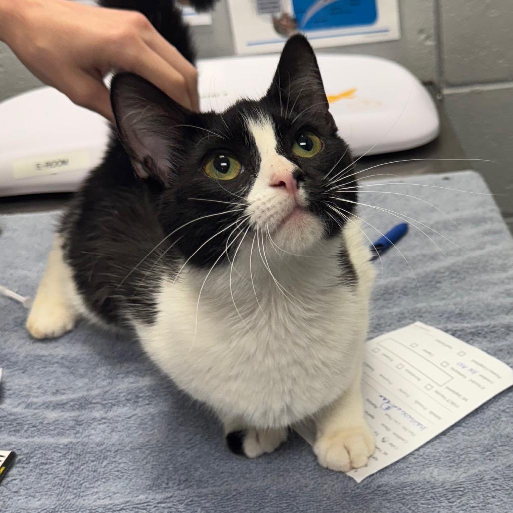 Enlarge Lilly, a Adoptable Domestic Short Hair in West Olive, MI image 2/5