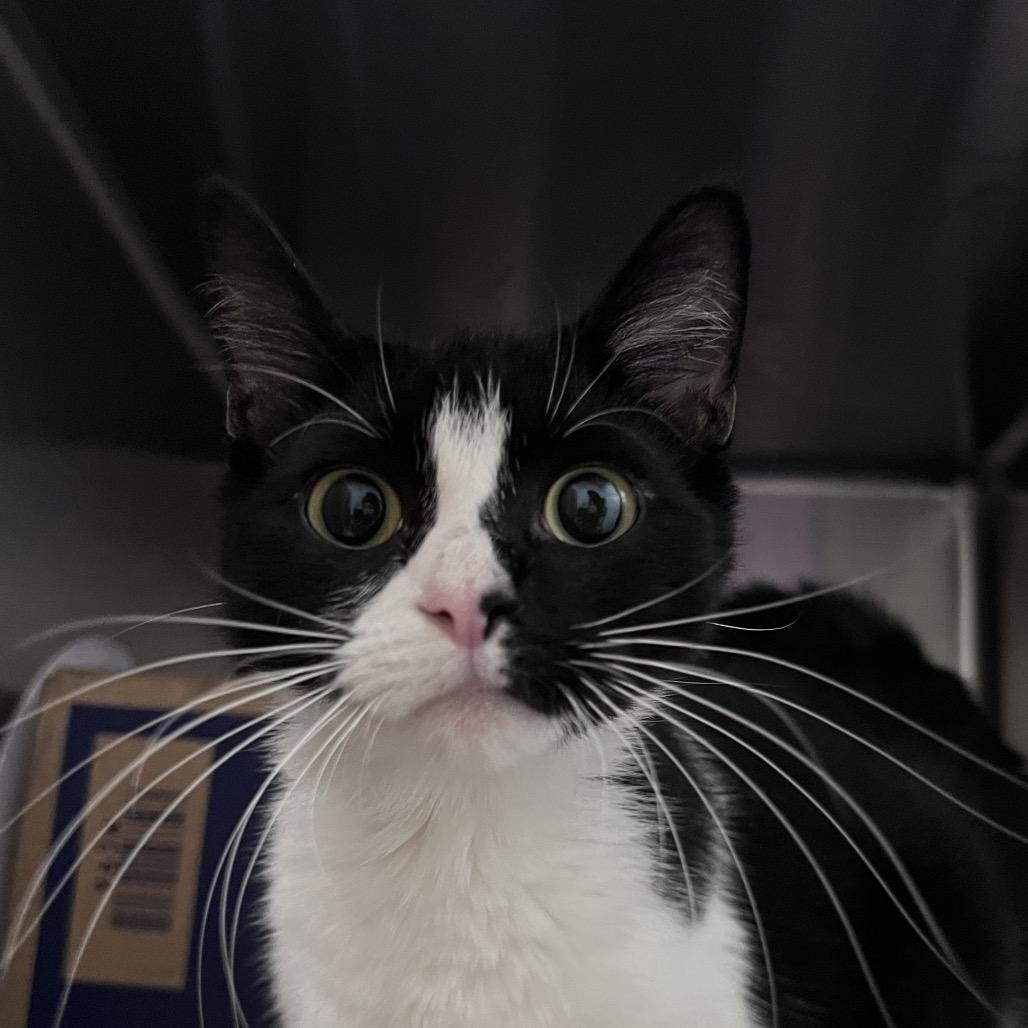 Enlarge Lilly, a Adoptable Domestic Short Hair in West Olive, MI image 3/5