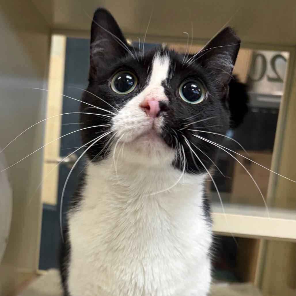 Enlarge Lilly, a Adoptable Domestic Short Hair in West Olive, MI image 4/5