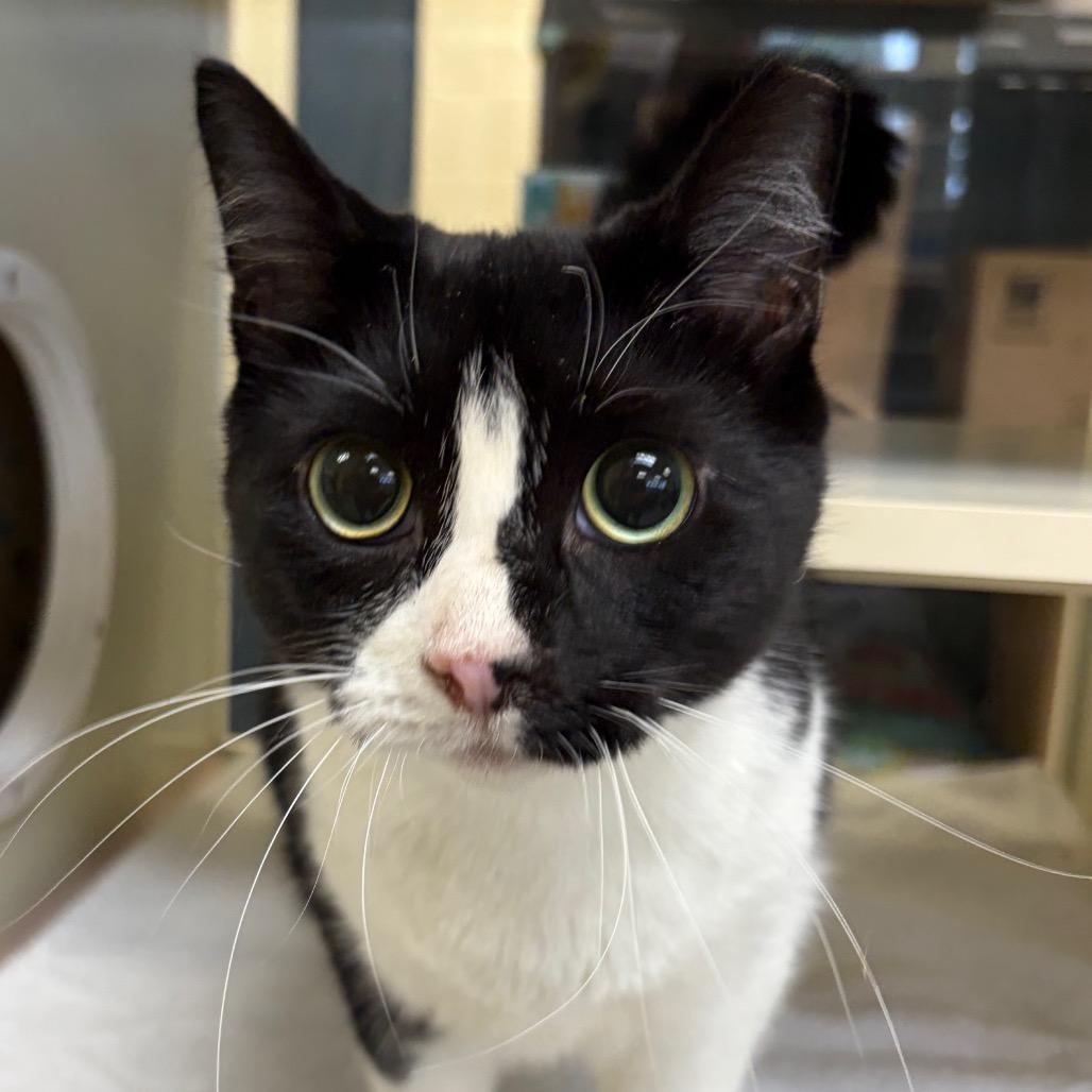 Enlarge Lilly, a Adoptable Domestic Short Hair in West Olive, MI image 5/5