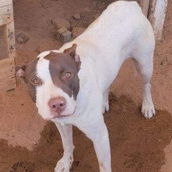 Ronnie, Adoptable, Adult Male Pit Bull Terrier.