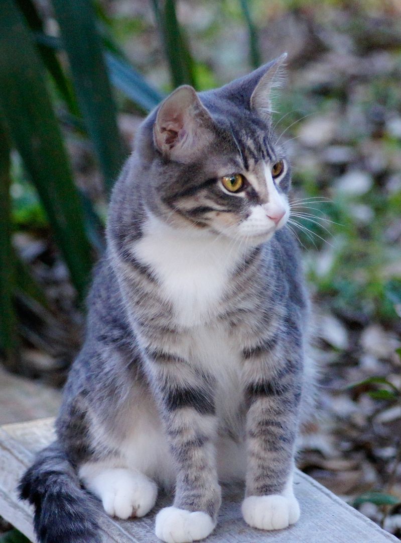 Watson, Adopted, Adult Male Domestic Short Hair.