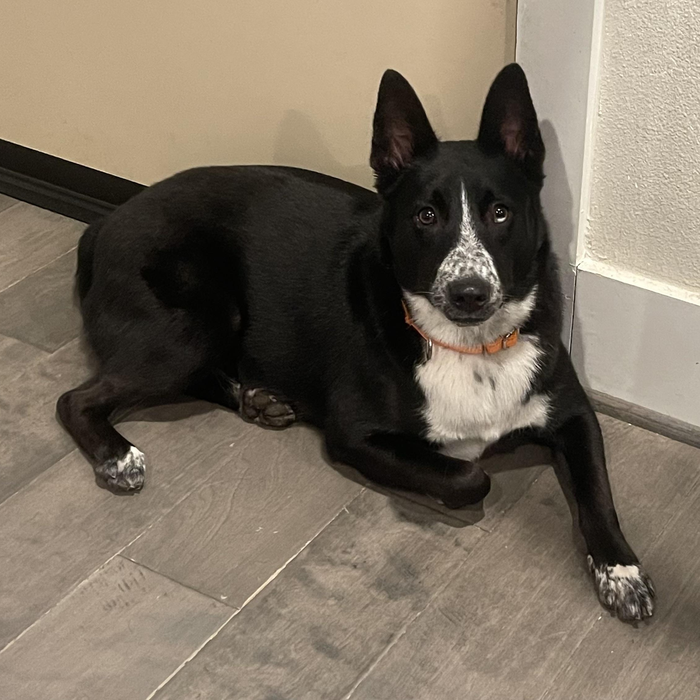 Tito — thumbnail 5