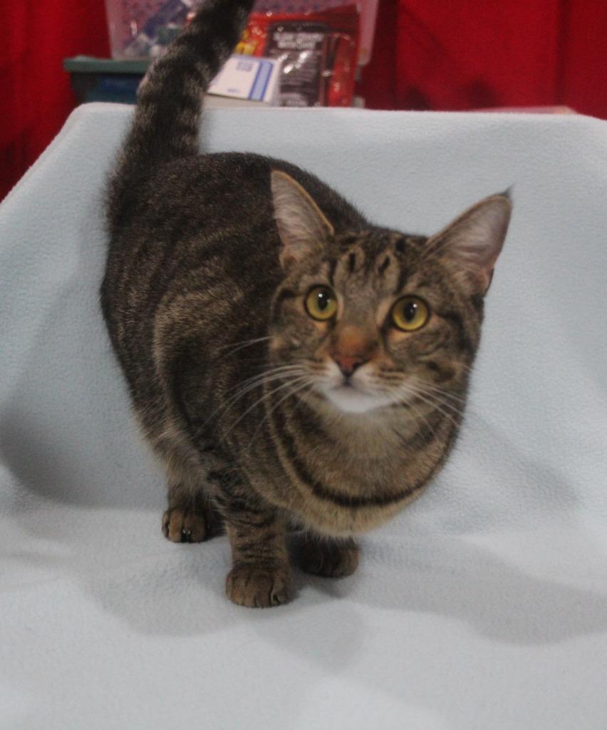 Enlarge Azuki, a Adoptable mixed breed in Vacaville, CA image 1/1