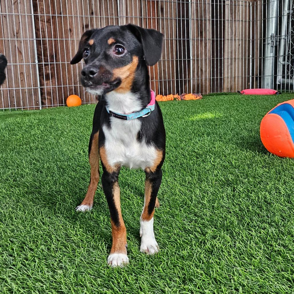 Shortcake, a Adoptable Mixed Breed in Sonoma, CA image 1/5