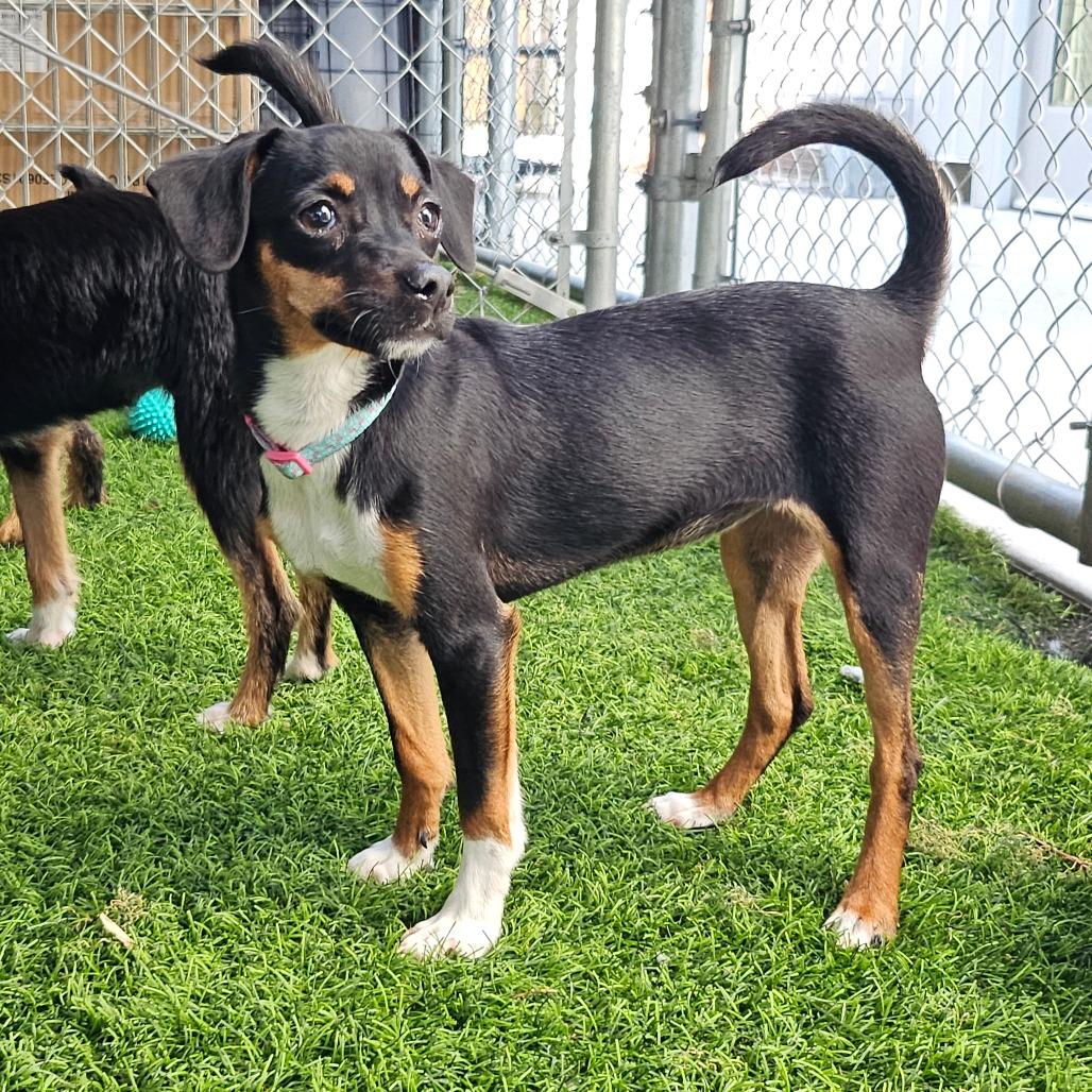 Shortcake, a Adoptable Mixed Breed in Sonoma, CA image 2/5