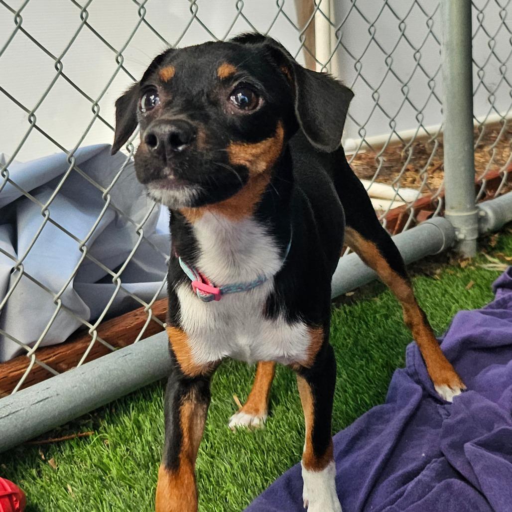 Shortcake, a Adoptable Mixed Breed in Sonoma, CA image 3/5