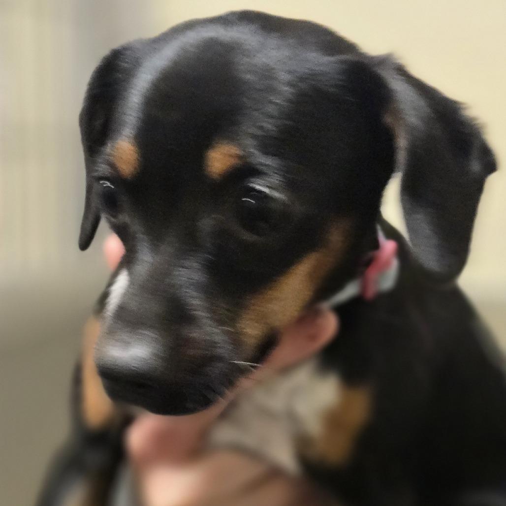 Shortcake, a Adoptable Mixed Breed in Sonoma, CA image 4/5