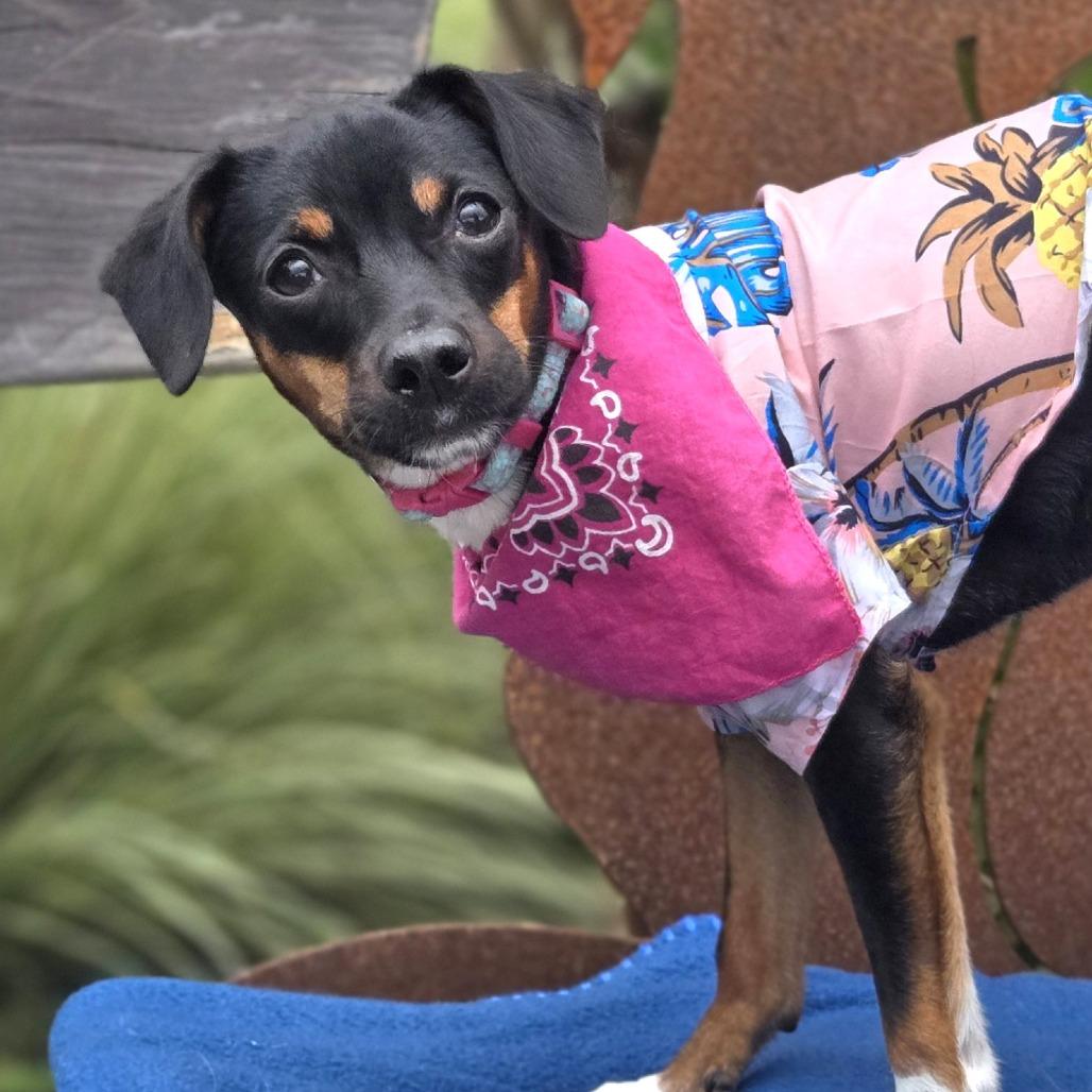 Shortcake, a Adoptable Mixed Breed in Sonoma, CA image 5/5