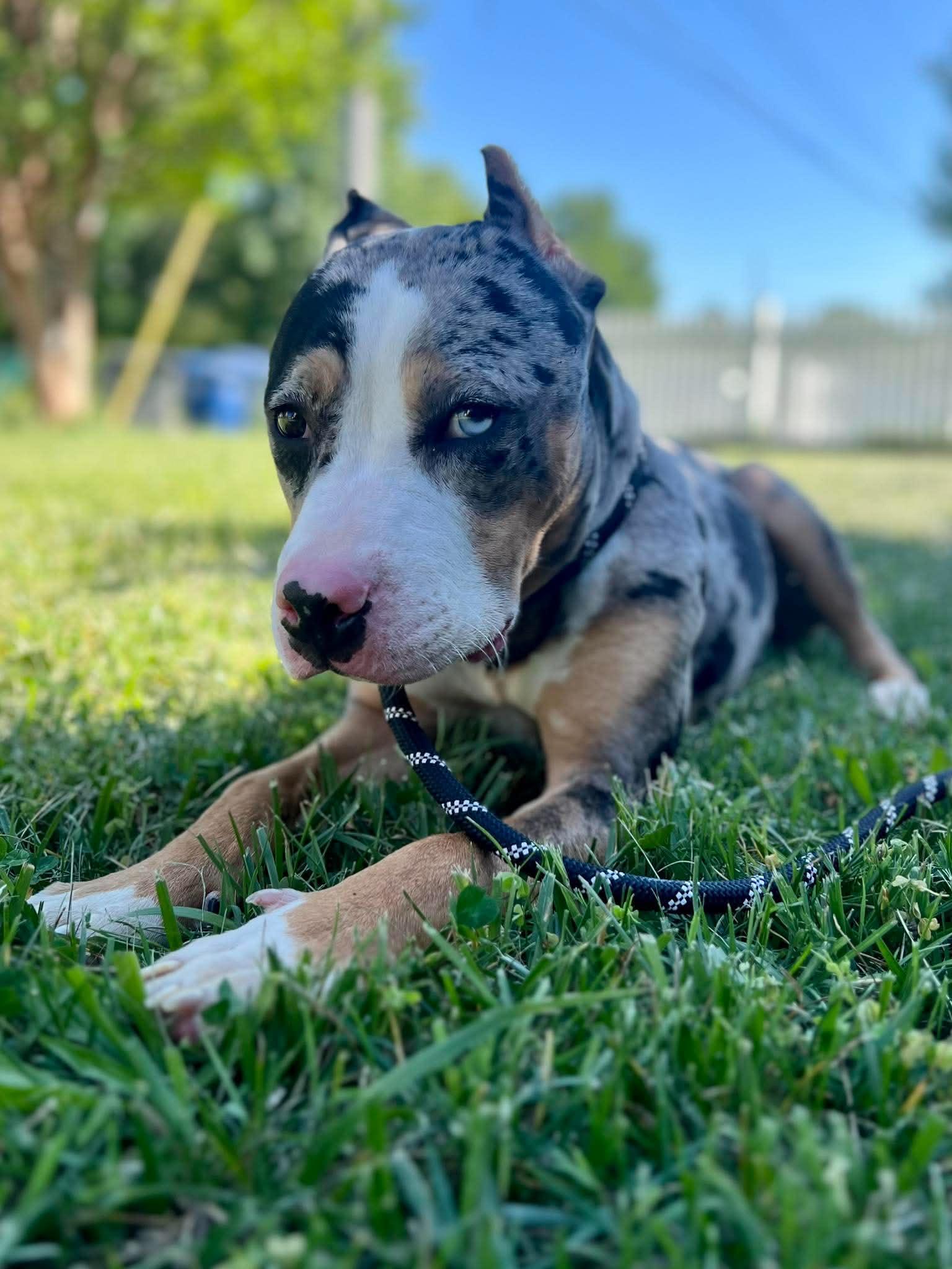 Bodhi (fka Chip), Adoptable, Young Male Pit Bull Terrier.