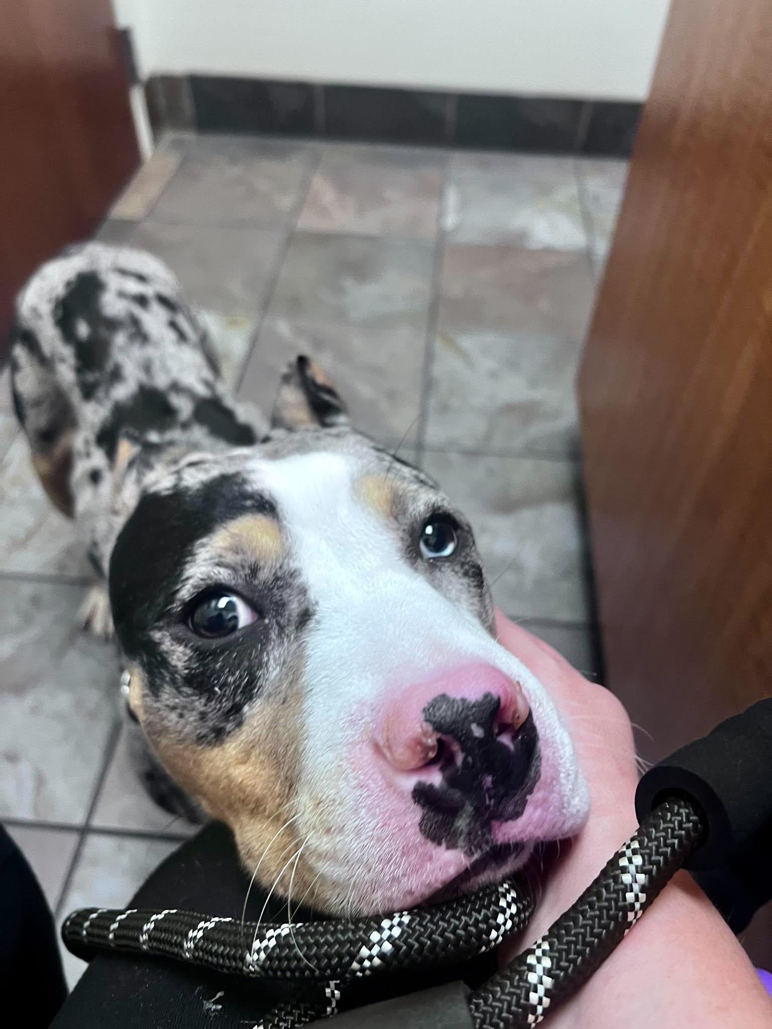 Bodhi (fka Chip), a Adoptable Pit Bull Terrier in Rockville, MD image 2/3