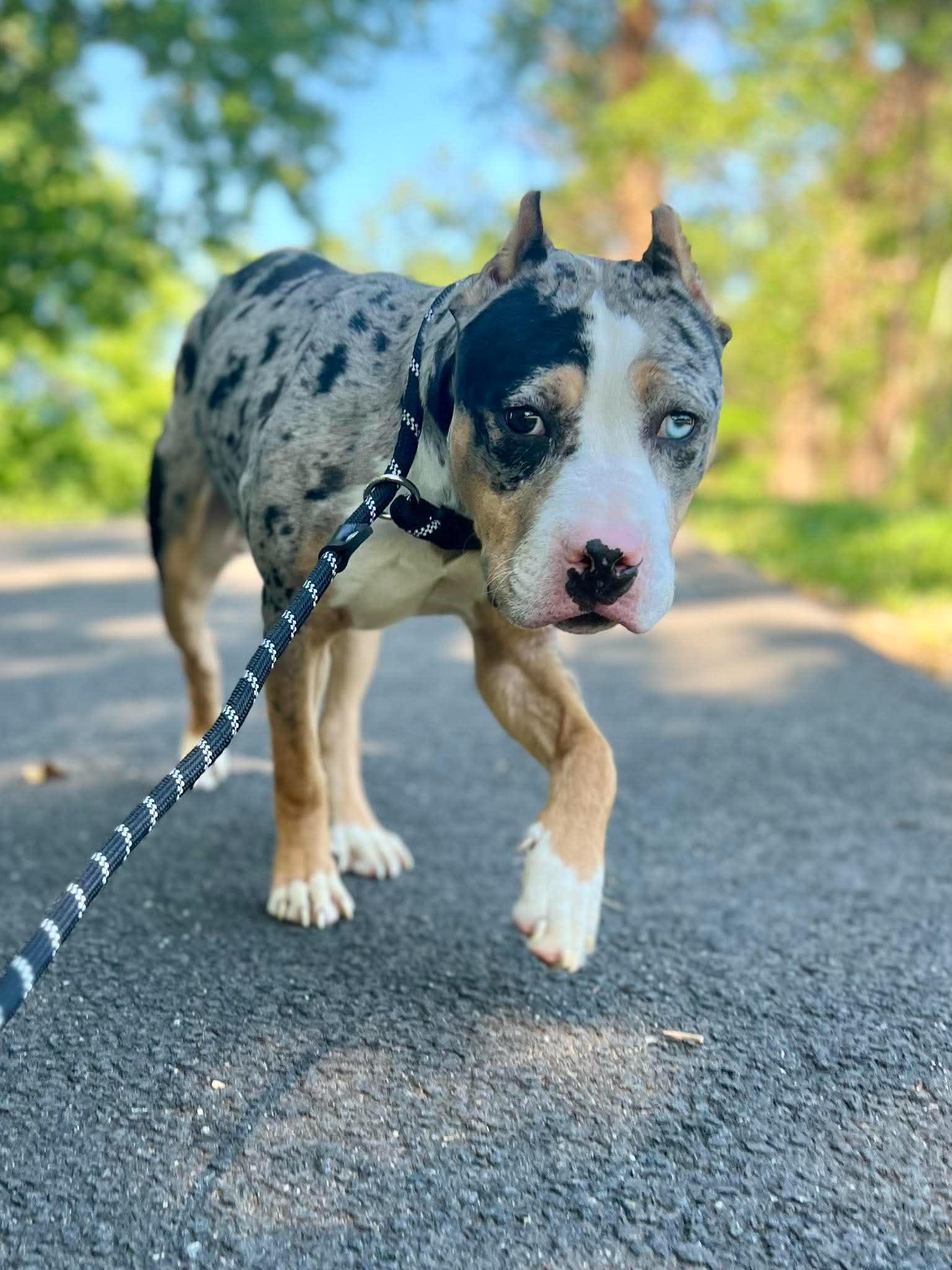 Bodhi (fka Chip), a Adoptable Pit Bull Terrier in Rockville, MD image 3/3