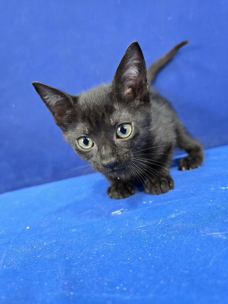 Hulu, Adoptable, Young Male American Shorthair.