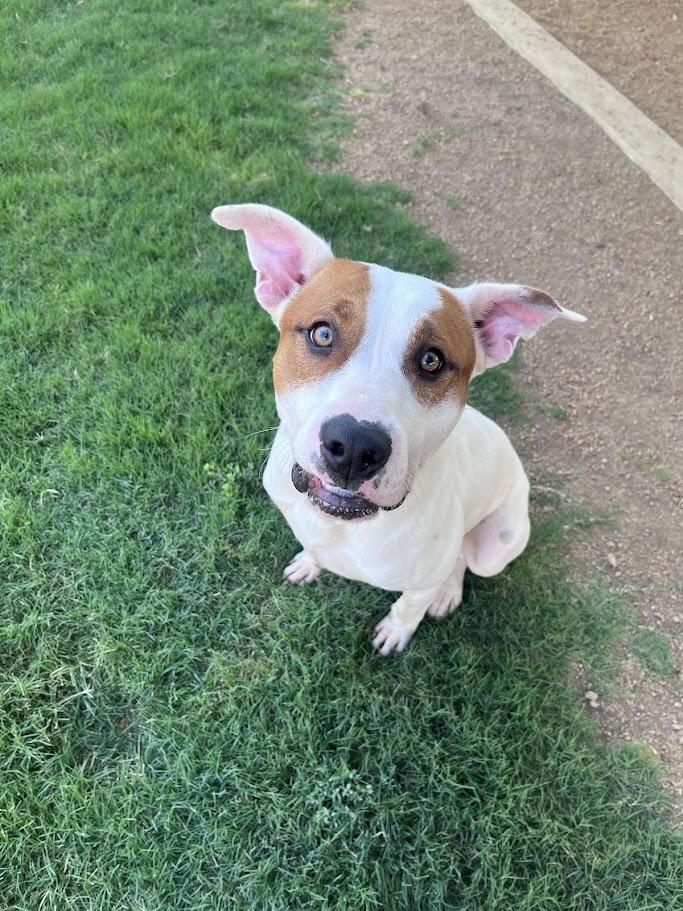 Hank* A217211, a ADOPTABLE mixed breed in Plano, TX image 5/6