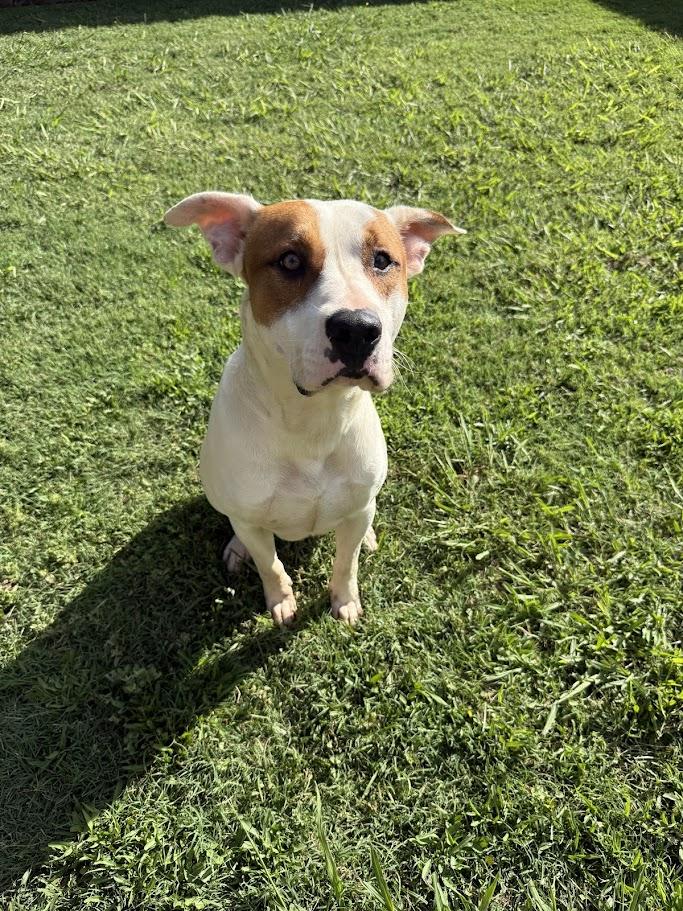 Hank* A217211, a ADOPTABLE mixed breed in Plano, TX image 6/6