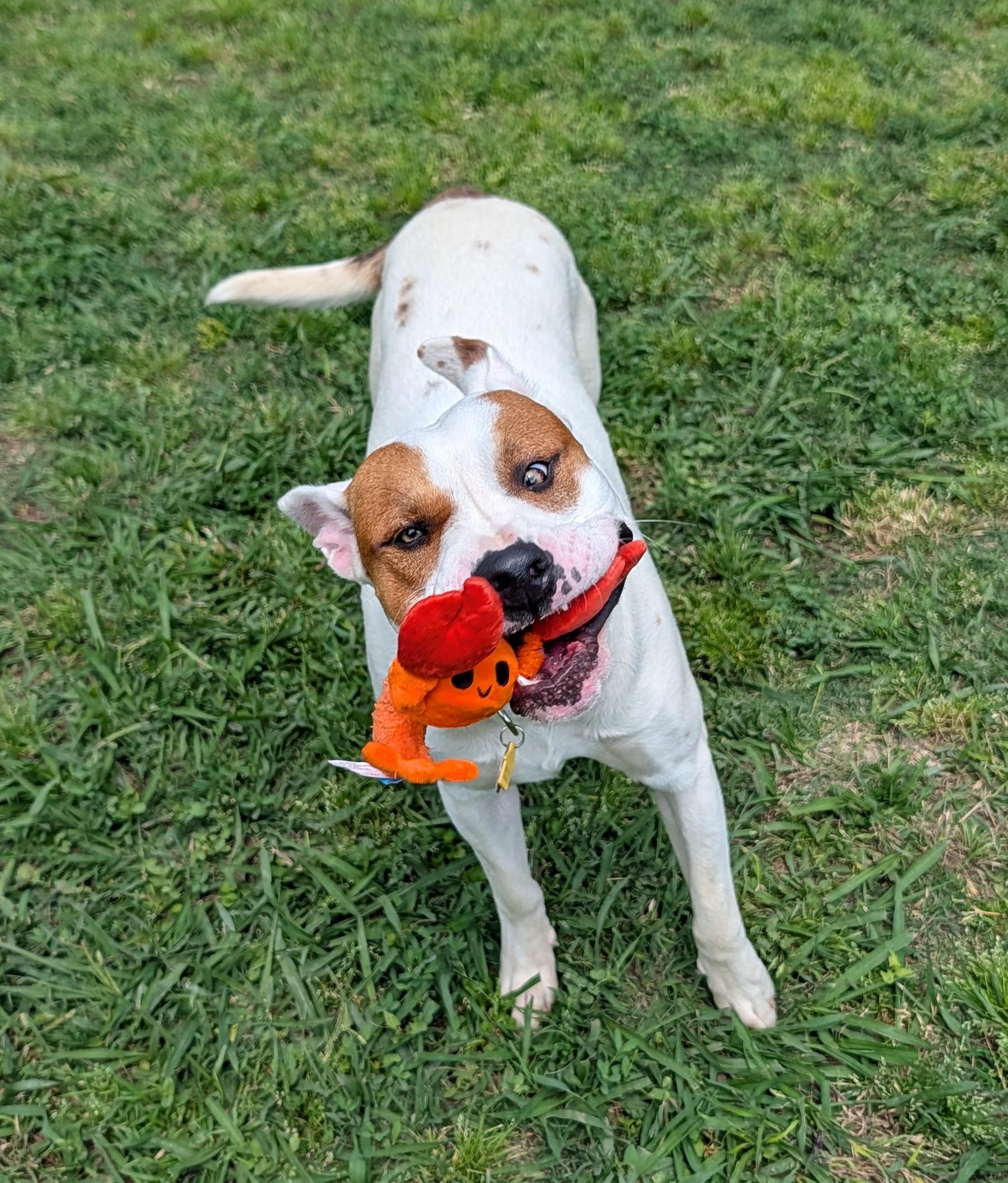 Hank* A217211, a ADOPTABLE mixed breed in Plano, TX image 4/6