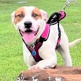 Hank* A217211, a ADOPTABLE mixed breed in Plano, TX image 1/6