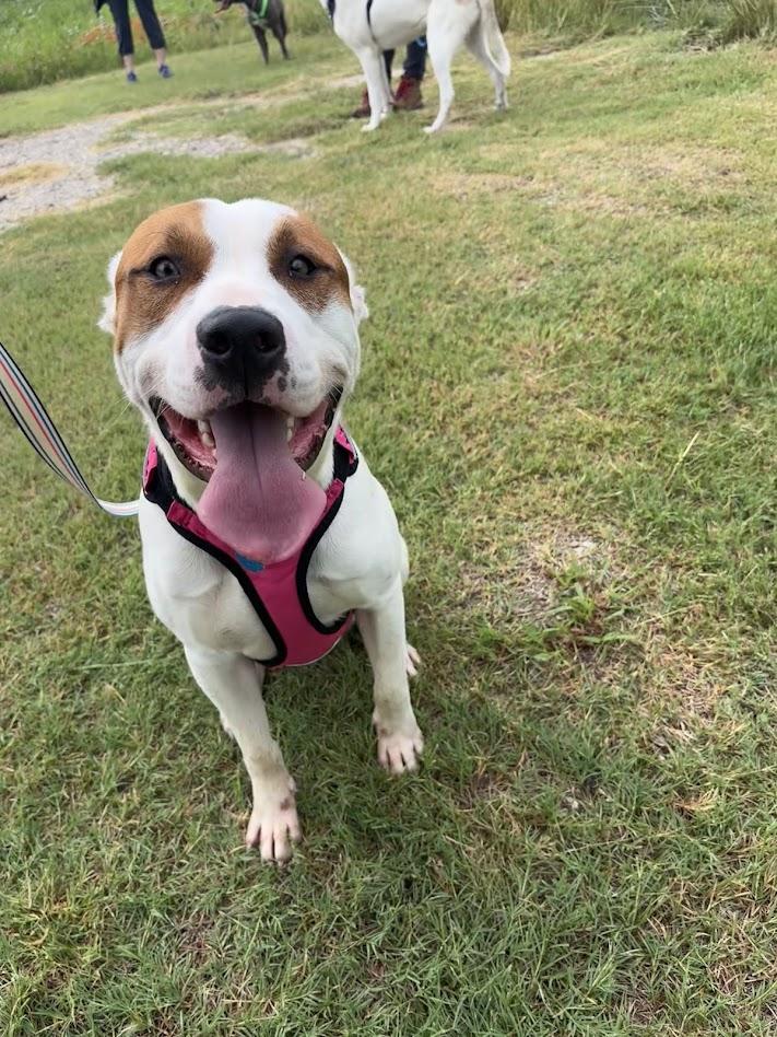Hank* A217211, a ADOPTABLE mixed breed in Plano, TX image 3/6