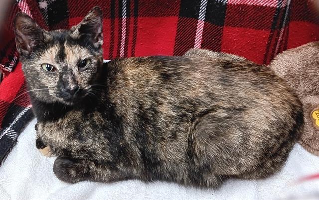 A1254665, Adoptable, Young Female Domestic Short Hair.