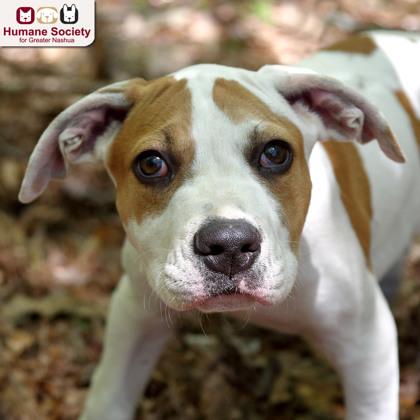 Enlarge Storm, a ADOPTABLE mixed breed in Nashua, NH image 1/1