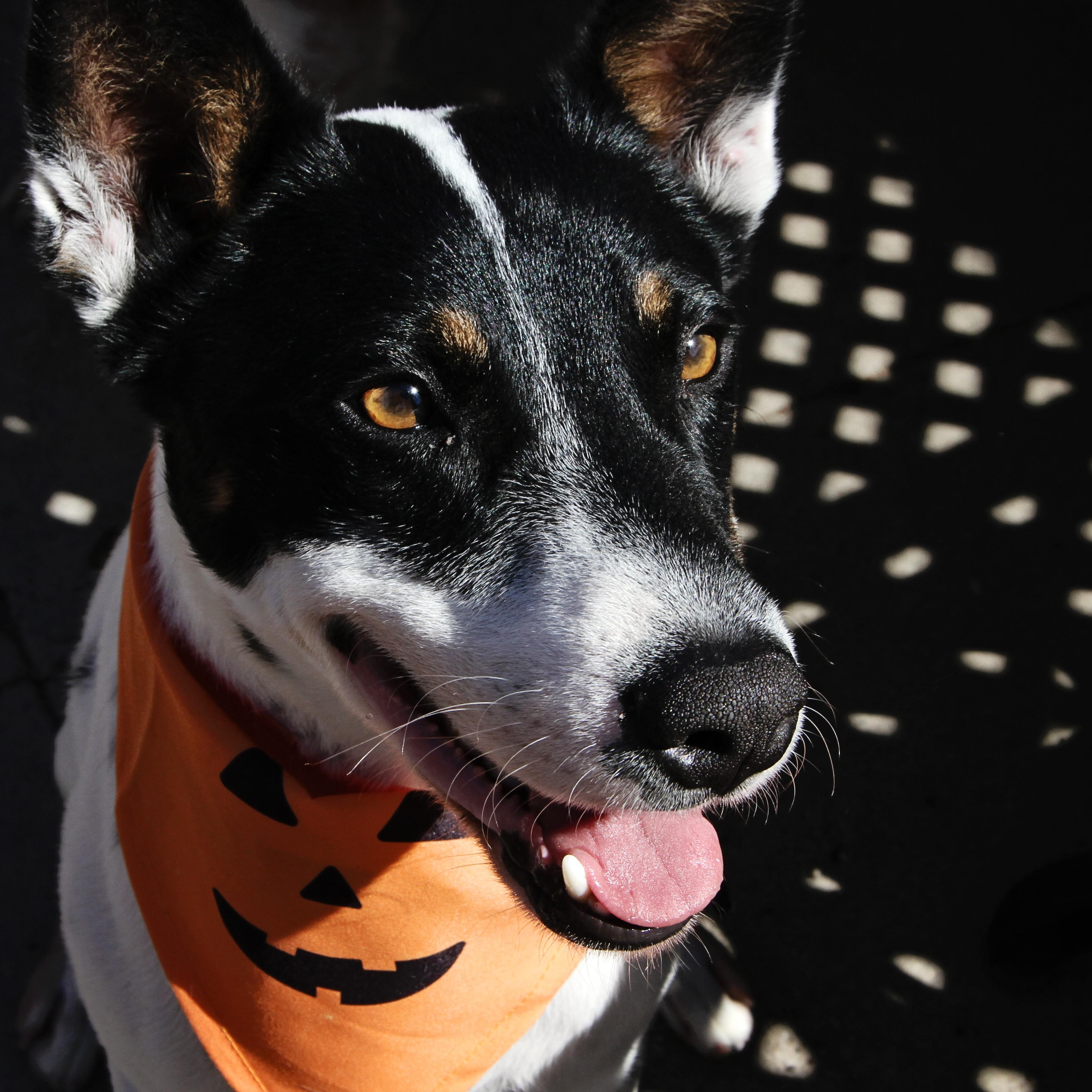 Robin- Jofyul, Loving and So much Fun, an adoptable mixed breed in San Luis Obispo, CA image 2/6