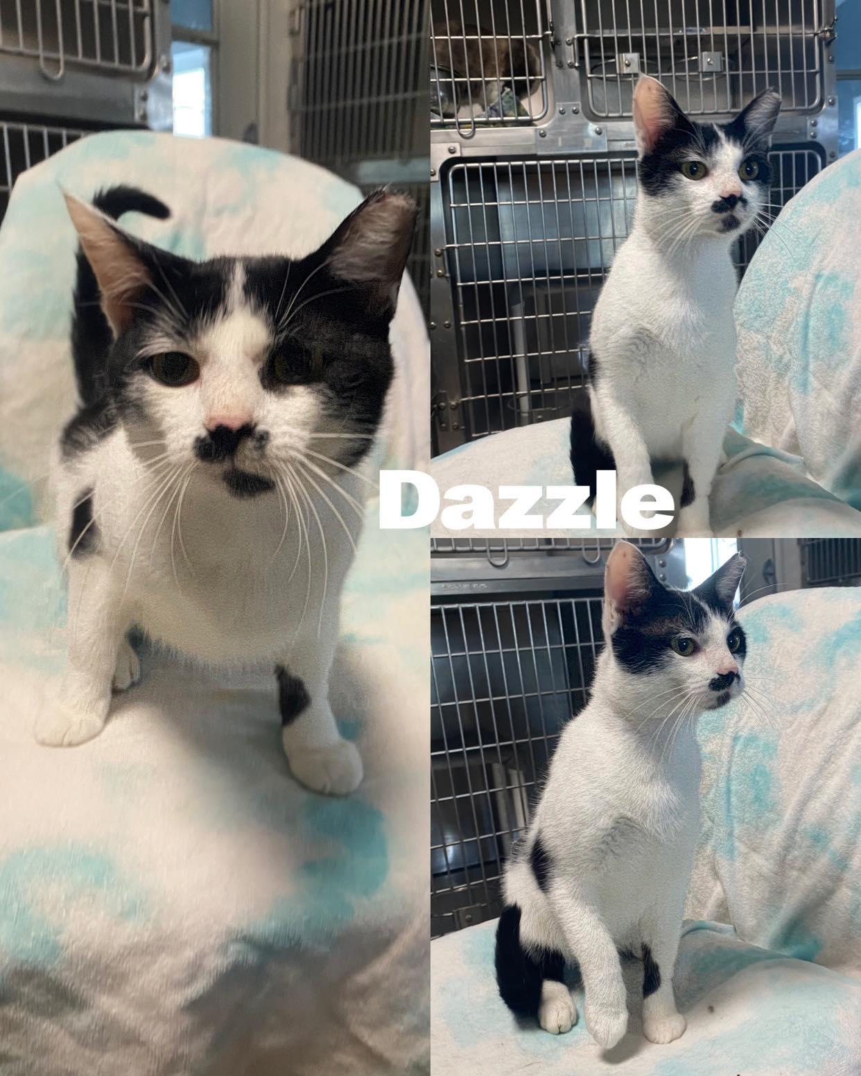 Dazzle