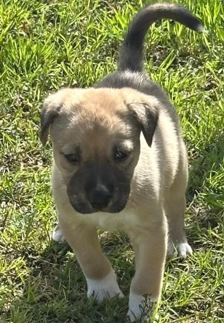 Malta, adopted, Puppy Male American Staffordshire Terrier.