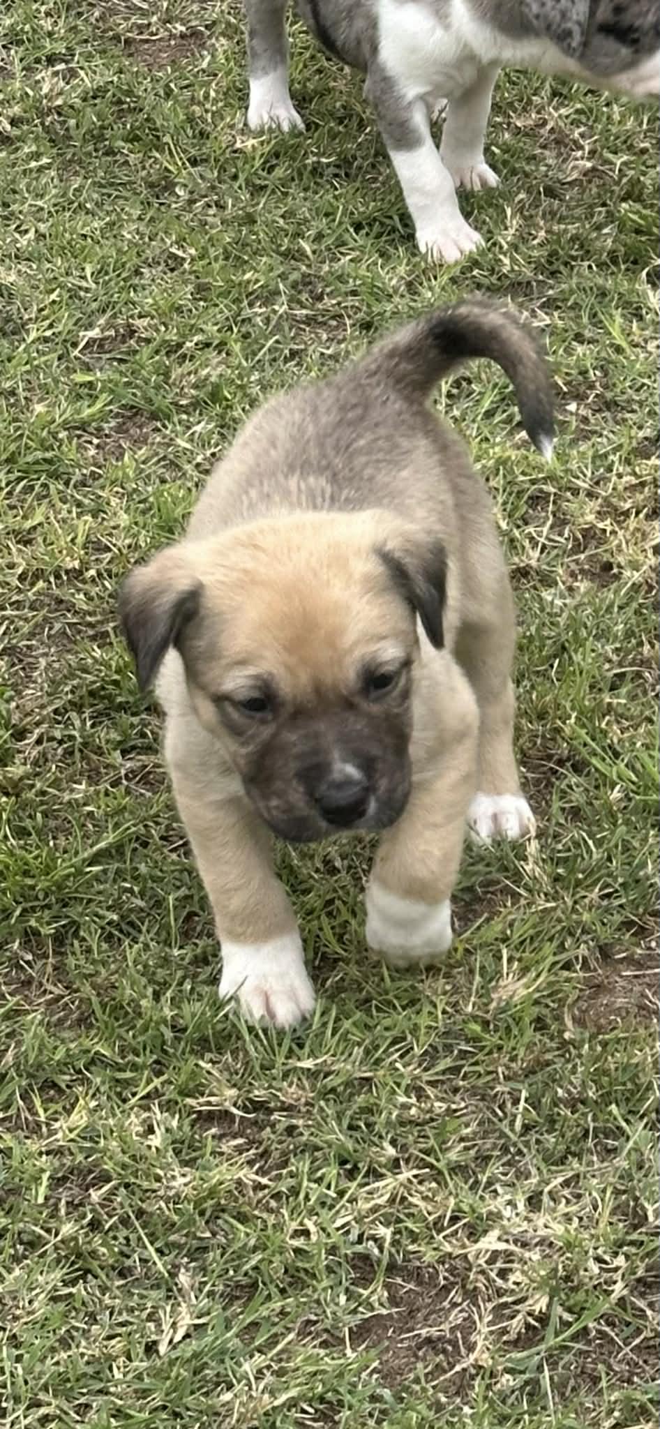 Enlarge Malta, an adopted mixed breed in Mesa, AZ image 2/3