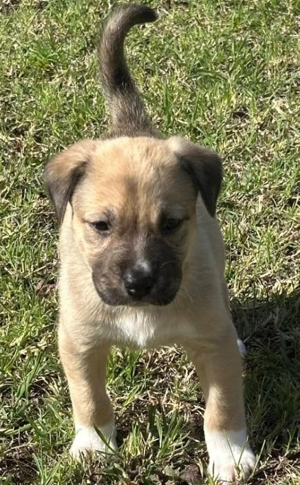 Enlarge Malta, an adopted mixed breed in Mesa, AZ image 3/3