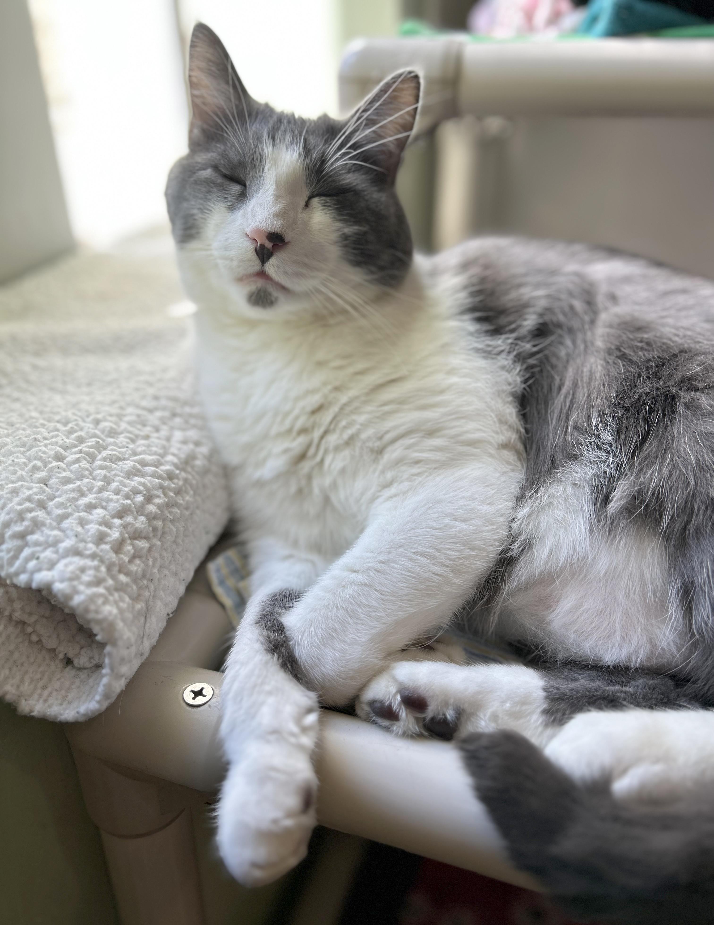 Enlarge Yawney & Railee, a Adoptable Domestic Short Hair in Parkville, MO image 5/6