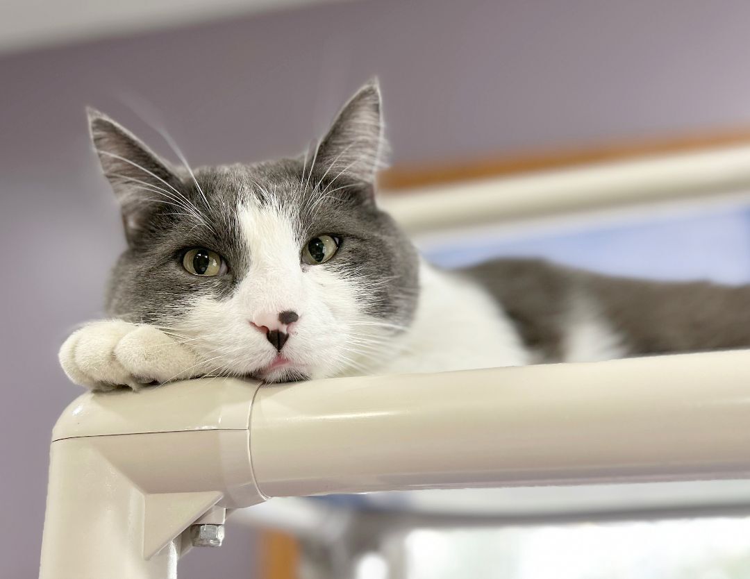 Yawney & Railee, an adoptable Domestic Short Hair in Parkville, MO, 64152 | Photo Image 5