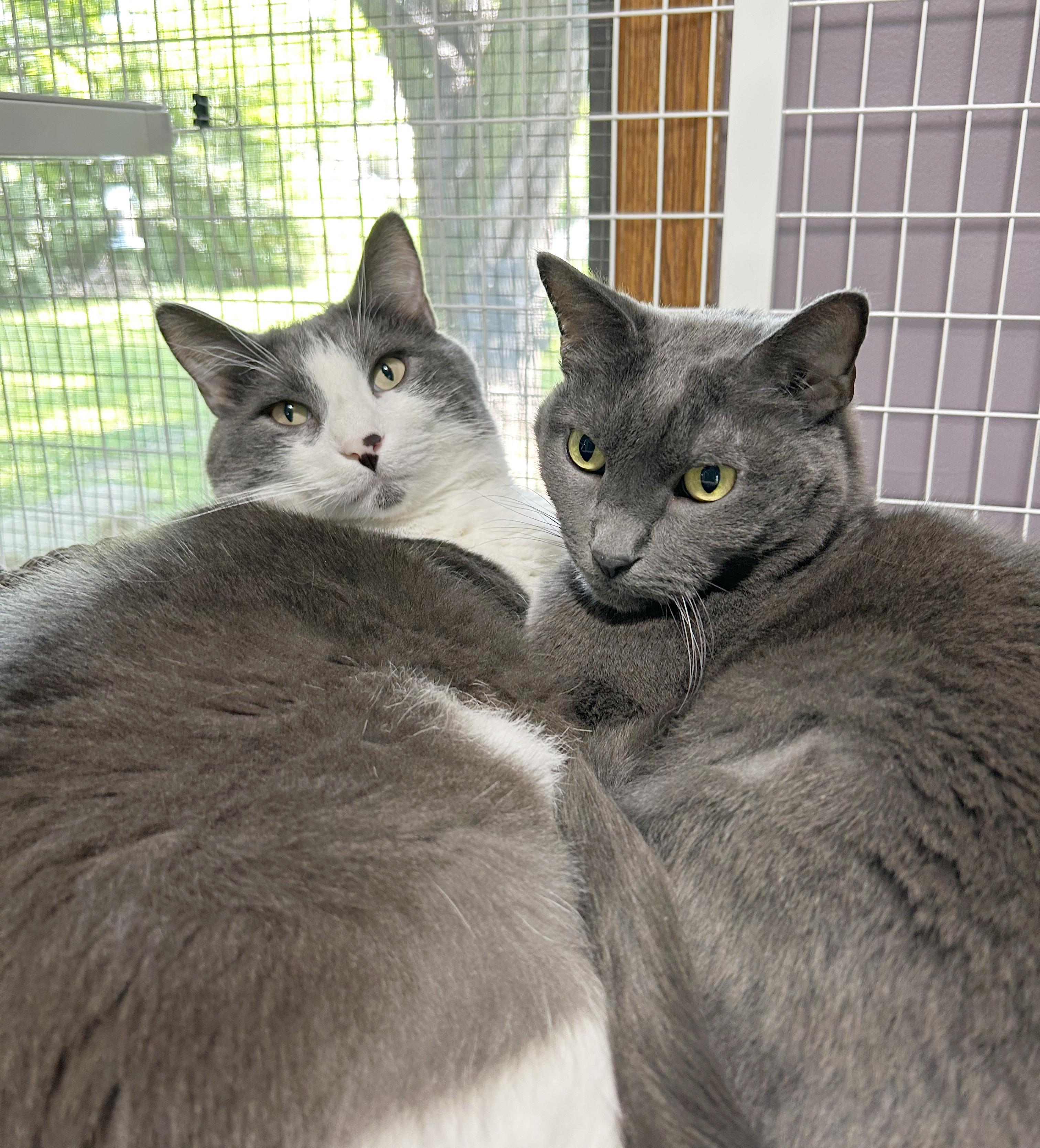 Enlarge Yawney & Railee, a Adoptable Domestic Short Hair in Parkville, MO image 6/6