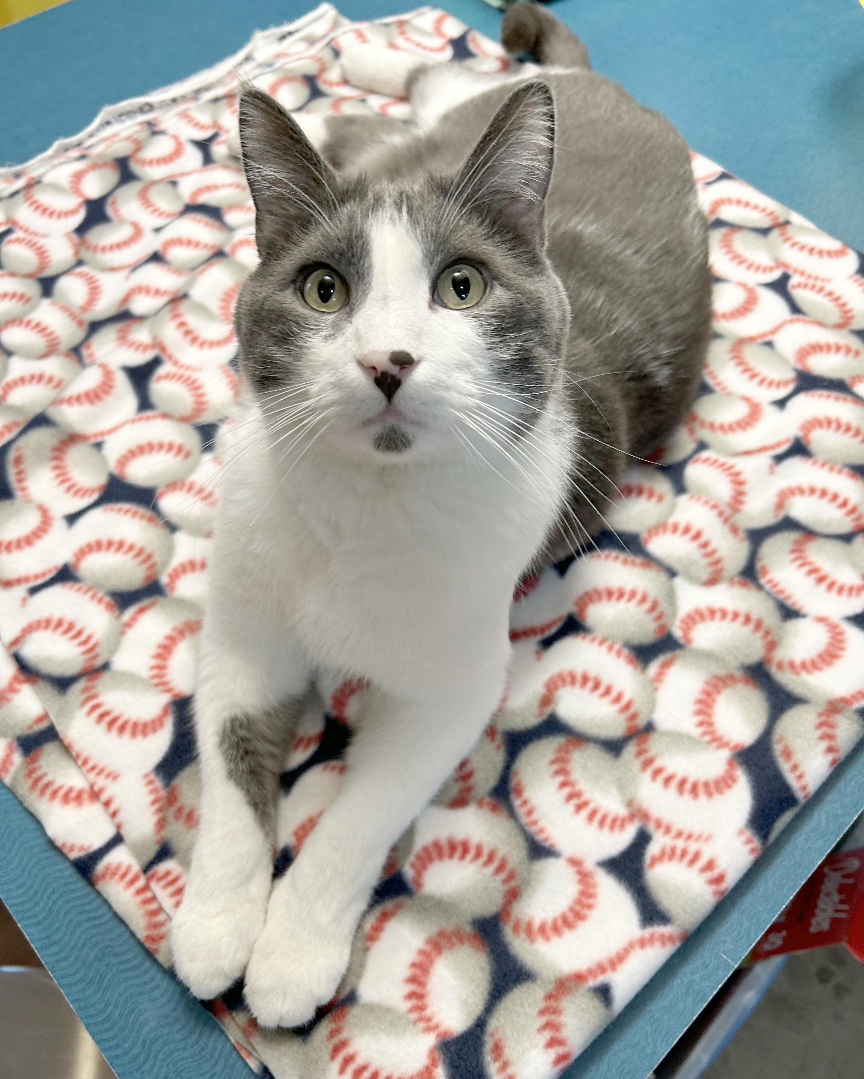 Enlarge Yawney & Railee, a Adoptable Domestic Short Hair in Parkville, MO image 3/6