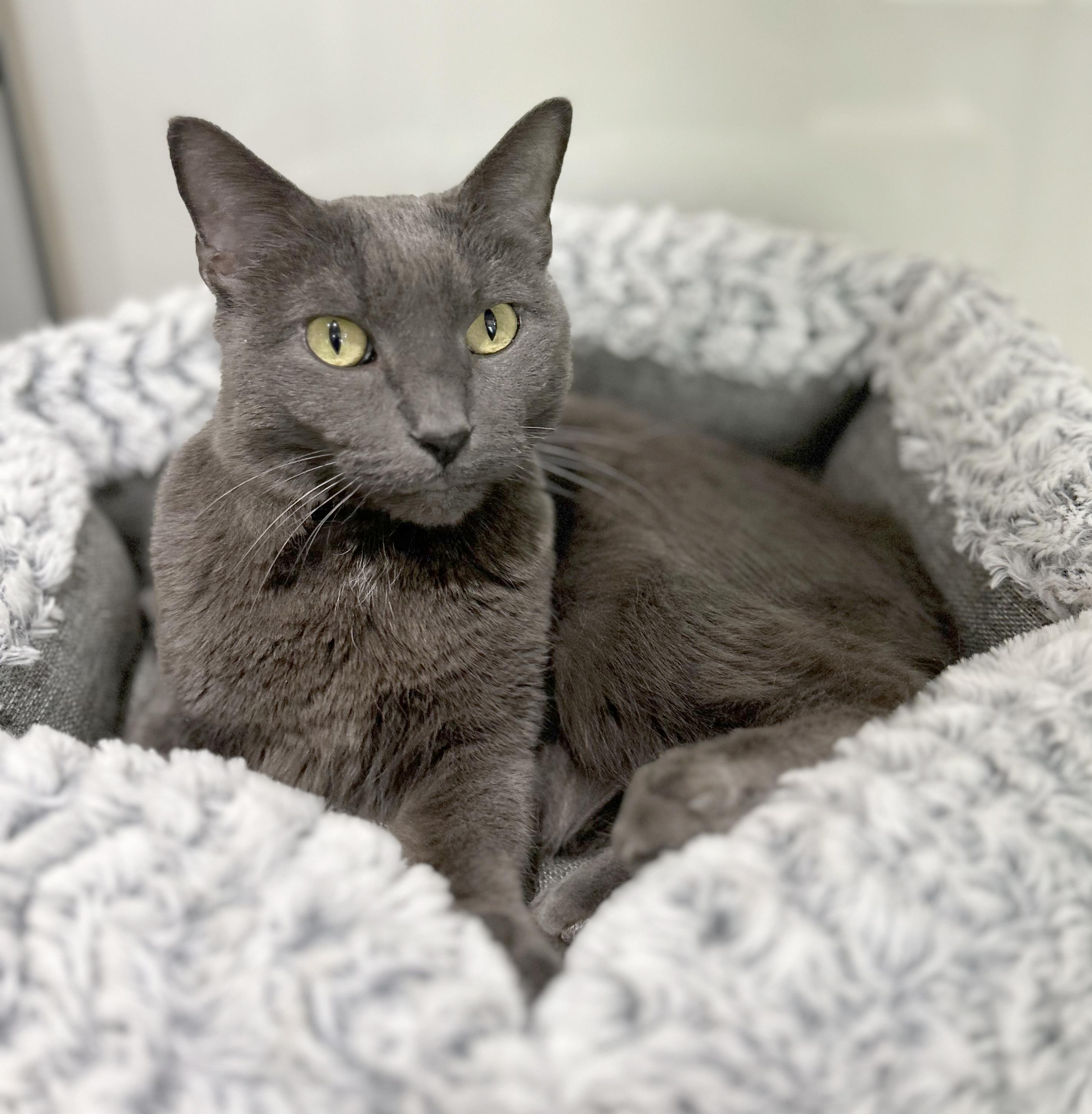 Yawney & Railee, an adoptable Domestic Short Hair in Parkville, MO, 64152 | Photo Image 3