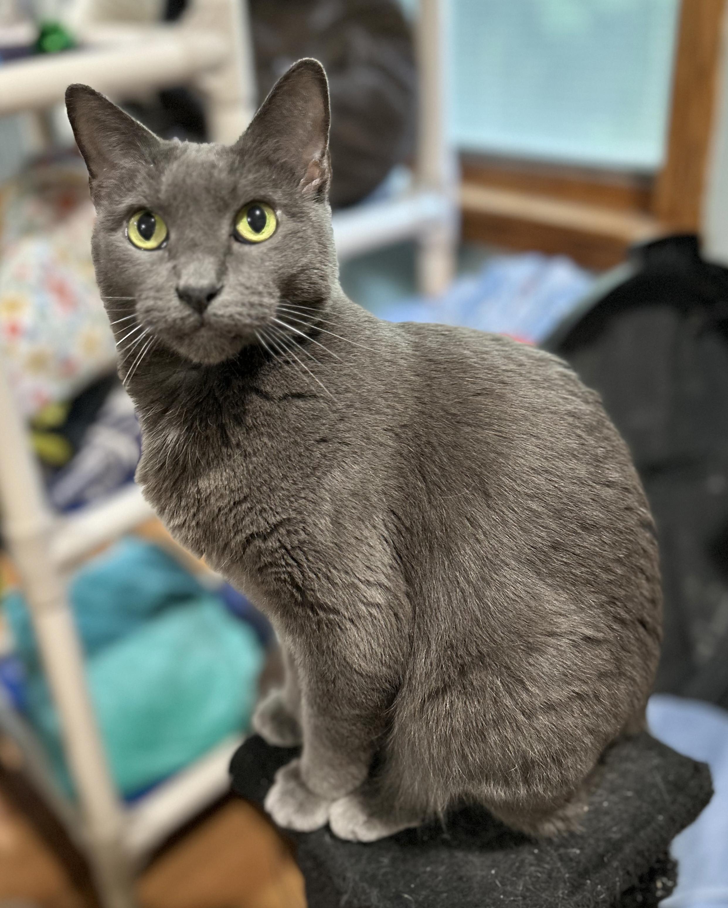 Yawney & Railee, a Adoptable Domestic Short Hair in Parkville, MO image 4/6