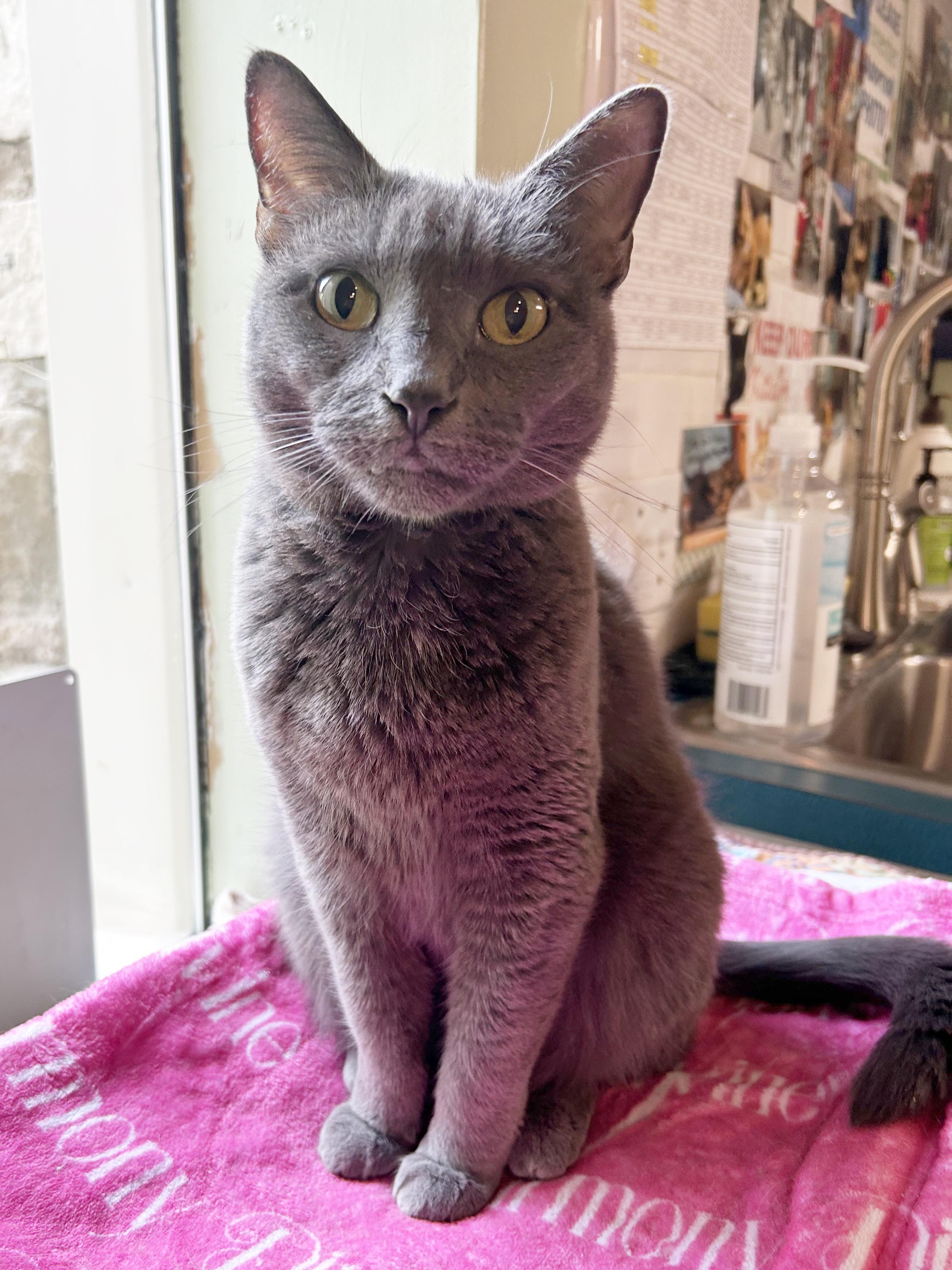Yawney & Railee, an adoptable Domestic Short Hair in Parkville, MO, 64152 | Photo Image 4