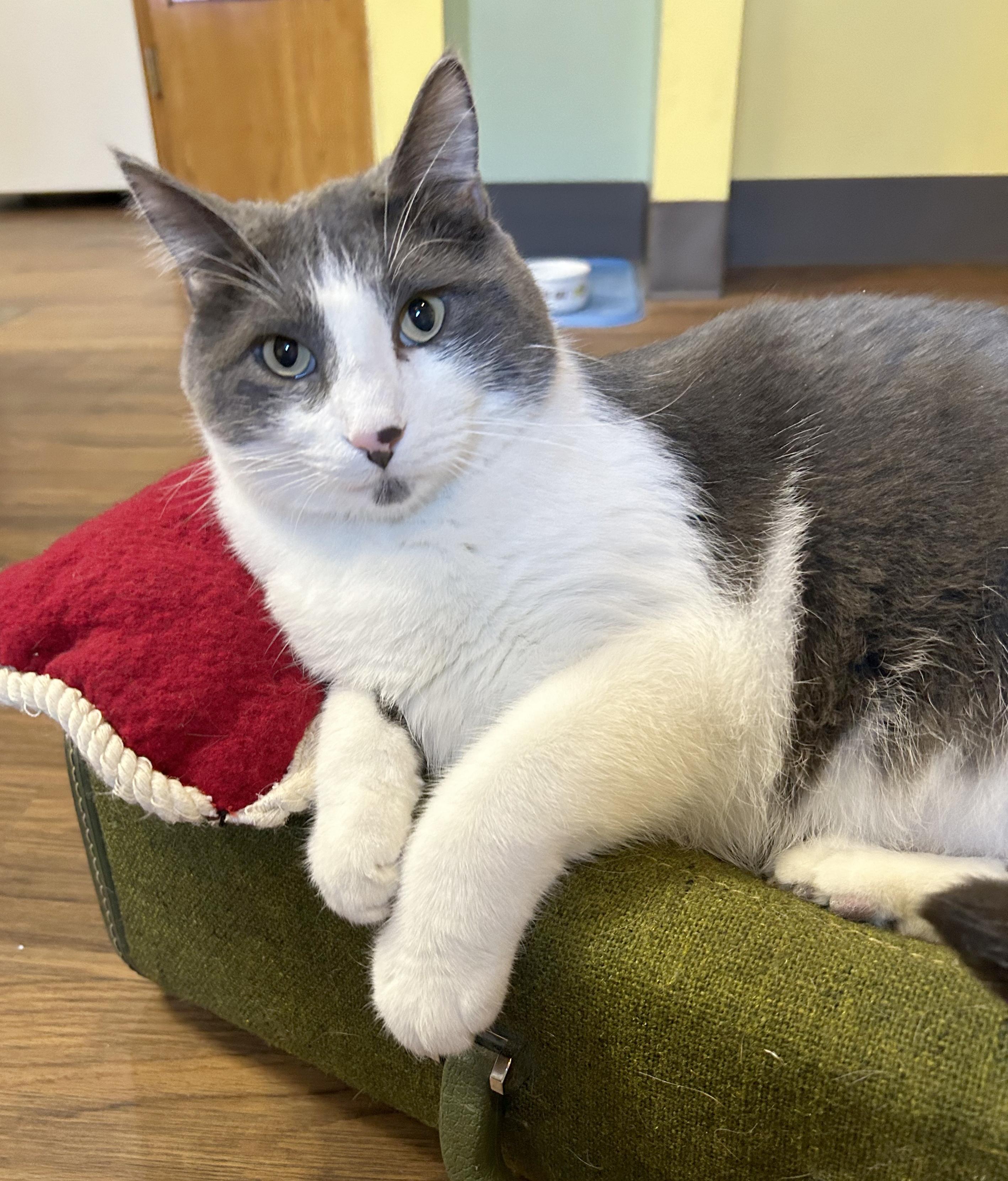 Yawney & Railee, a Adoptable Domestic Short Hair in Parkville, MO image 3/6