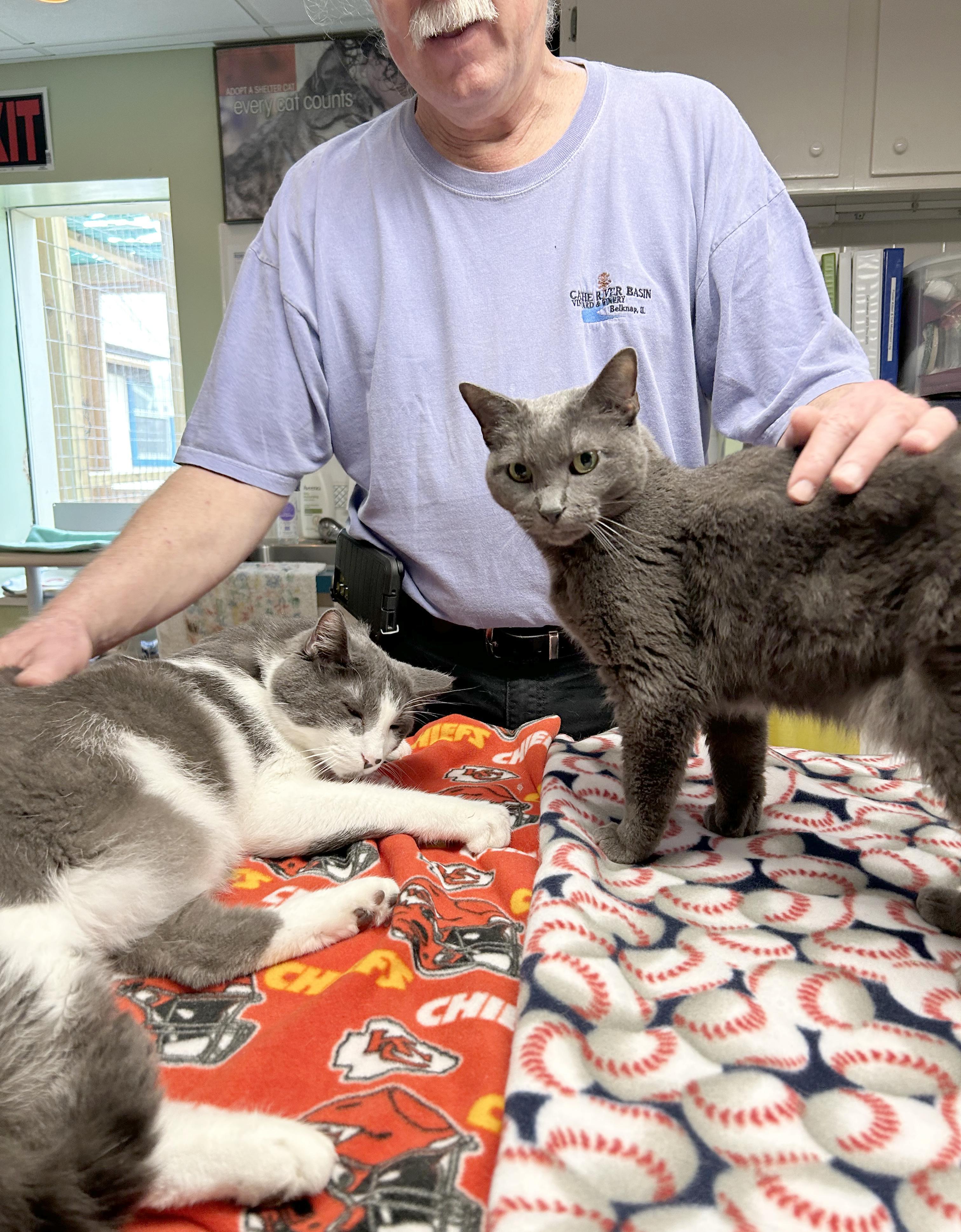 Enlarge Yawney & Railee, a Adoptable Domestic Short Hair in Parkville, MO image 2/6
